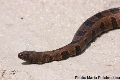 Brown water snake with round eyes moving